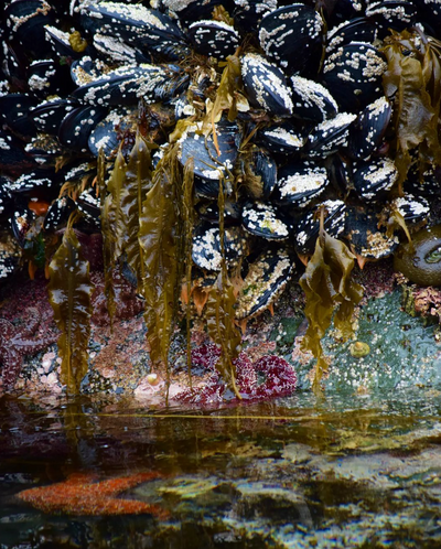 Photos of barnacles by Danielle Louise Allard